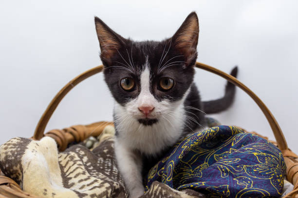 istock Black and white puppy cat on wicker basket looking at camera 1345020647