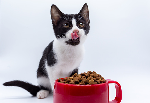 Anak Anjing Kucing Hitam Dan Putih Makan Pakan Kering Dalam Cangkir