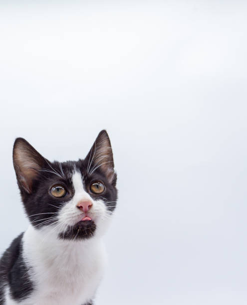 istock Black and white puppy cat looking at camera on white background 1345020679