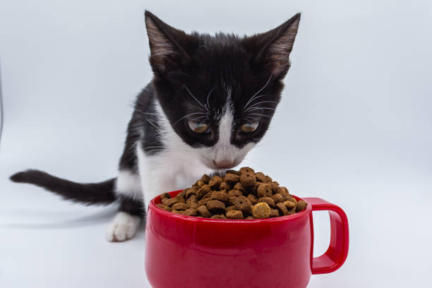 istock Small black and white cat eating think in a red cup.  Small felines.  Kitty. 1345020699