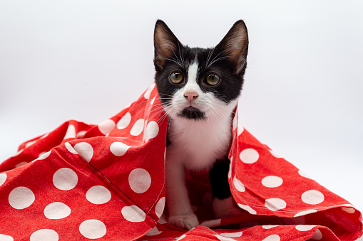 Black and white puppy cat covered with red cloth and white polka dots on white background