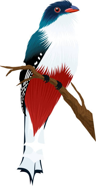 tropical bird Cuban trogon - vector illustration tropical bird Cuban trogon - vector illustration trogon stock illustrations