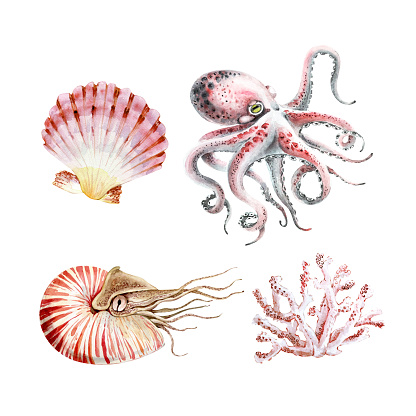 set of watercolor illustrations in marine style: octopus, shellfish and coral. hand painted on white background