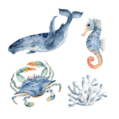 set of watercolor illustrations in marine style: crabs, blue whale, seahorse and coral. hand painted on white background