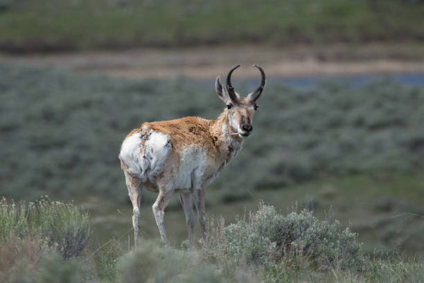 istock Pronghorn standing on tundra looking over shoulder at camera 1345028585