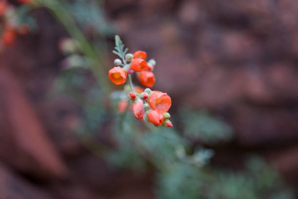 istock Orange - coral colored bell shaped wildflower buds 1345029432