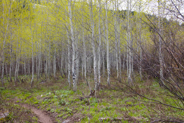 Dirt path along Aspen trees with yellow-green leaves at the beginning of spring stock photo