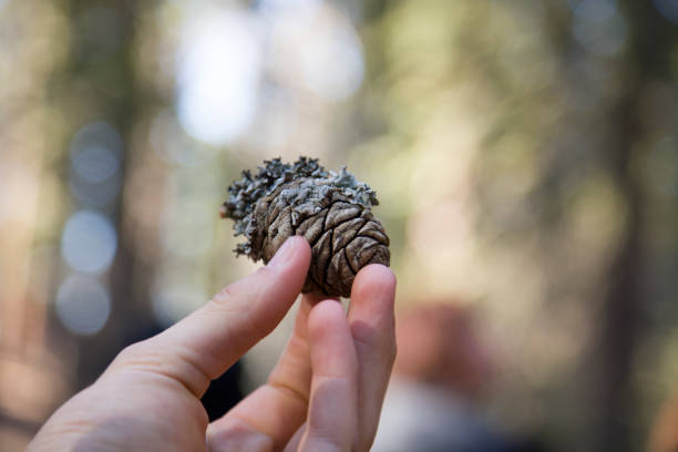 close up of pinecone being held by fingers stock photo