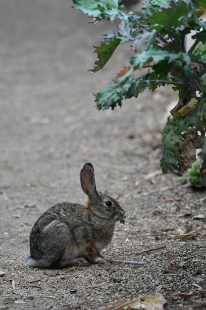 Wild Rabbit eating a leaf South Coast Botanic Garden steven harrie stock pictures, royalty-free photos & images
