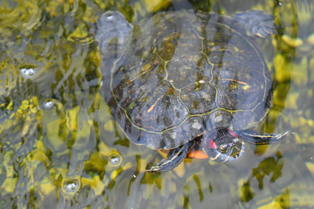 Turtle in a Pond Breathing South Coast Botanic Garden steven harrie stock pictures, royalty-free photos & images