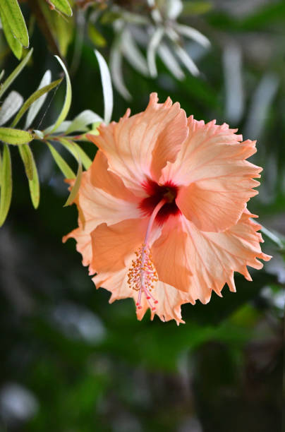 Hibiscus in Sunshine Tropical Flower steven harrie stock pictures, royalty-free photos & images