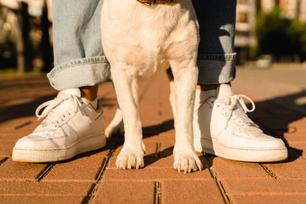 istock Pet care adoption. Team, protection concept. Pet owner walking running playing training with her dog jack russell terrier outdoors in park. 1345029534