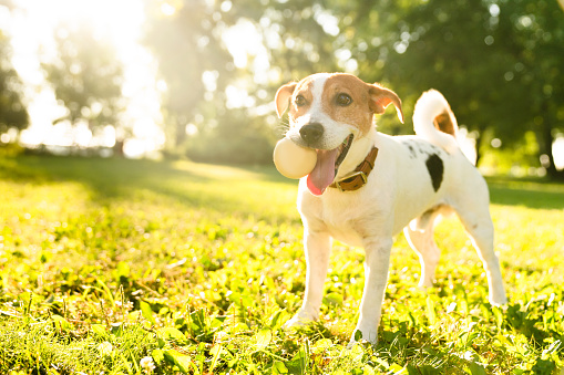 Cute jack russell terrier dog catching playing with ball outdoors in city park. Pet care adoption concept.