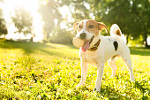 istock Cute jack russell terrier dog catching playing with ball outdoors in city park. Pet care adoption concept. 1345029697