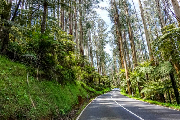 istock A road in the rainforest of Australia. 1345030360