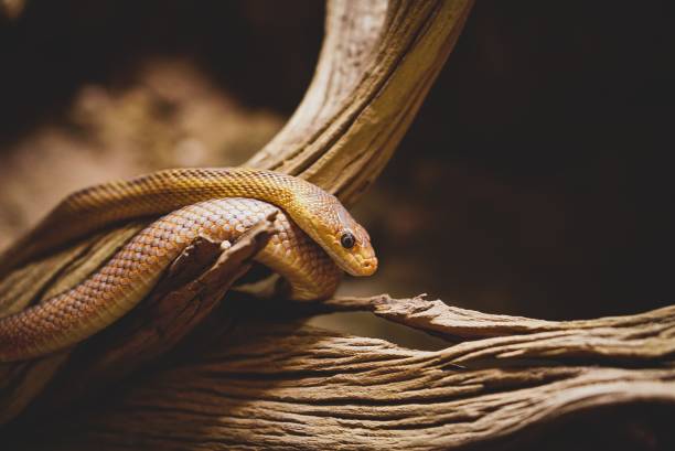 istock A close up of a snake 1345030363