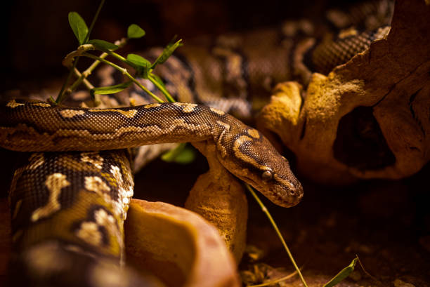 890+ Fotos, Bilder und lizenzfreie Bilder zu Dunkler Tigerpython - iStock