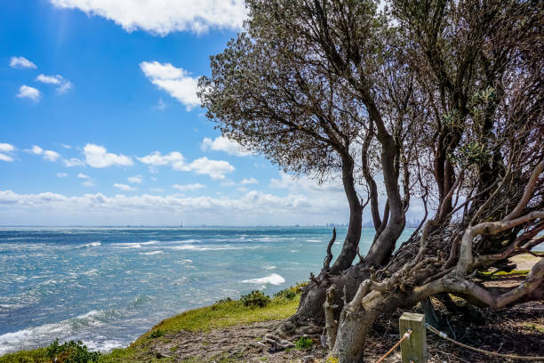 istock View of the ocean with a tree in front in Australia. 1345030447