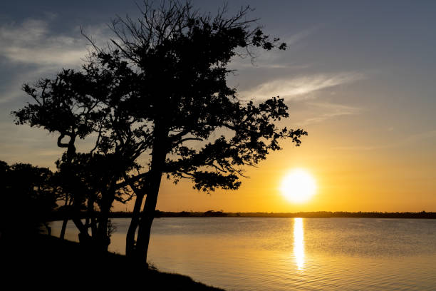 istock Southern sunset over looking the gulf bay with a tree 1345030448