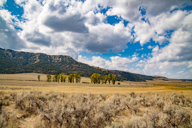 Landscape scene over Yellowstone's Lamar Valley in northeast Yellowstone National Park in Wyoming in western USA.