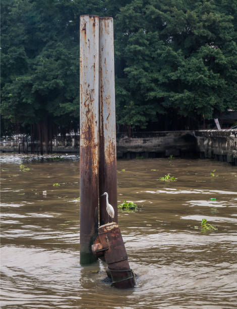 istock White egret bird perched on the Iron buoy at Chao Phraya River. 1345031008