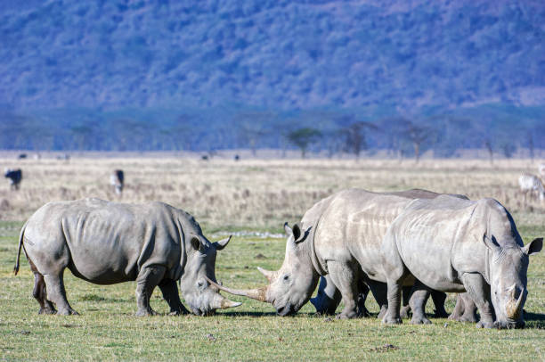 Close up view rhino. Wild animal isolated on a black background