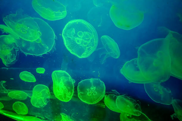 istock Jellyfish in an aquarium with green light. 1345031797