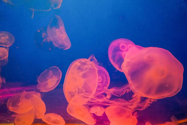 istock Jellyfish in an aquarium with red light. 1345031943