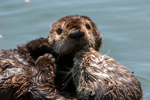 istock Wild Sea Otter Resting in Calm Ocean Water 1345032231