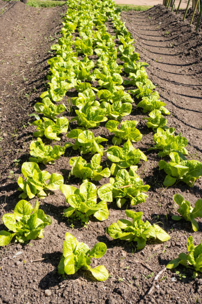 istock a vegetable pot of lettuce. 1345032252