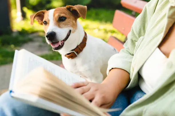 Photo of Little cute small dog jack russell terrier walking playing sitting with owner woman while woman reading book, preparing for exam lesson in park. Pet care concept