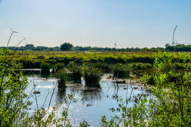 istock View of a moorland landscape in Germany. 1345034077