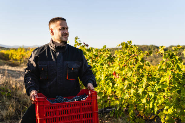 istock Front view of caucasian man winemaker standing in the vineyard holding a box with harvested of freshly picked up red wine grapes looking to the side in autumn day copy space 1345034886