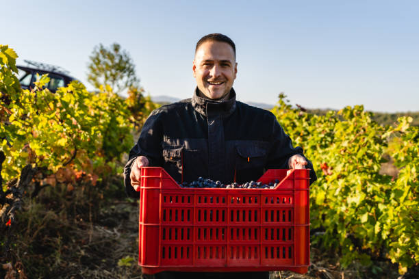 istock Front view of caucasian man winemaker standing in the vineyard holding a box with harvested of freshly picked up red wine grapes looking to the camera in autumn day copy space 1345034891