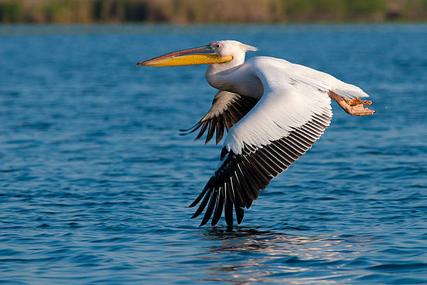 White Pelican White Pelican in flight pelican stock pictures, royalty-free photos & images