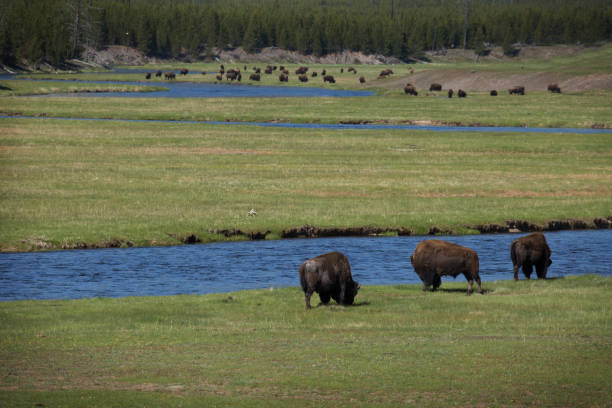 istock Green grass valley with blue river winding through with a herd of bison dotted throughout 1345036699