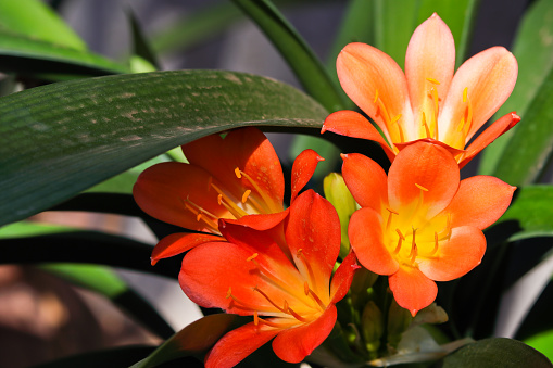 Vibrantly colored blooming bush lily flowers (Clivia miniata), South Africa