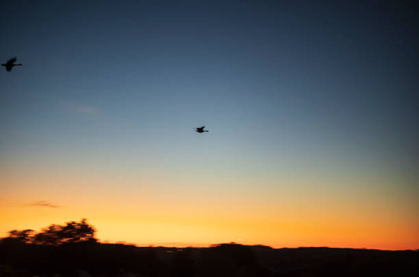 istock Birds in the sunset, Wild Goose - Syracuse 1345041899