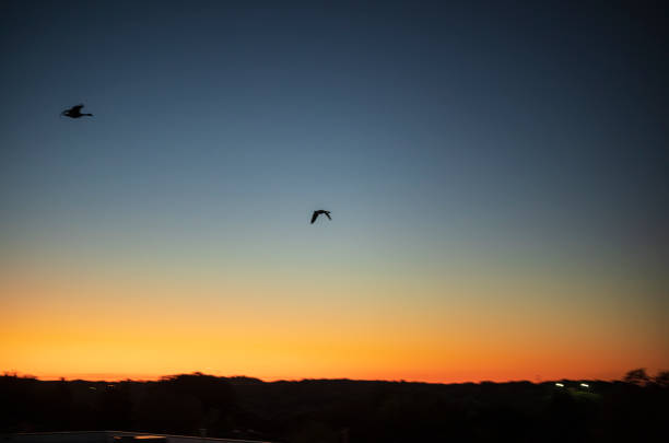 istock Birds in the sunset, Wild Goose - Syracuse 1345041917