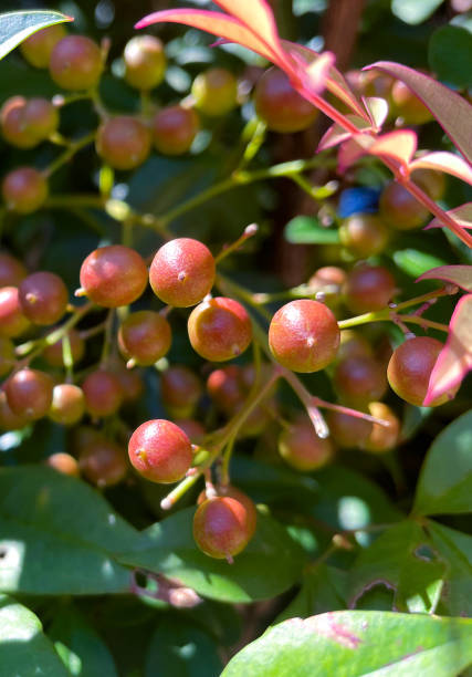 istock Little pink wild berries 1345042030