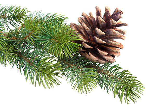 istock Fir branch with pine cone isolated on white 134504289