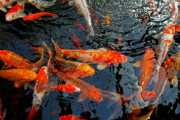 istock Goldfish in the pond 1345048996