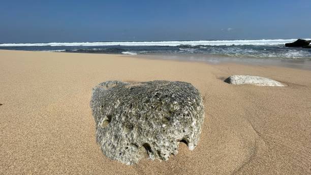 istock coral reef on the beach 1345049978