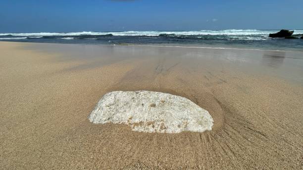 istock coral reef on the beach 1345049979