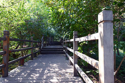 boardwalk and bridge through woodland