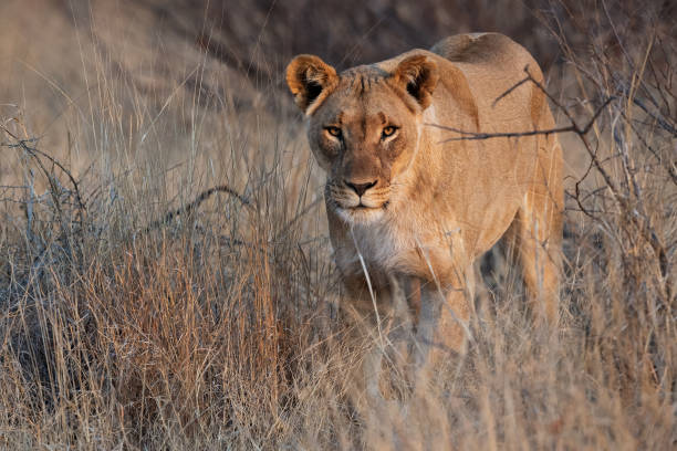 istock Madikwe Lioness 1345050579