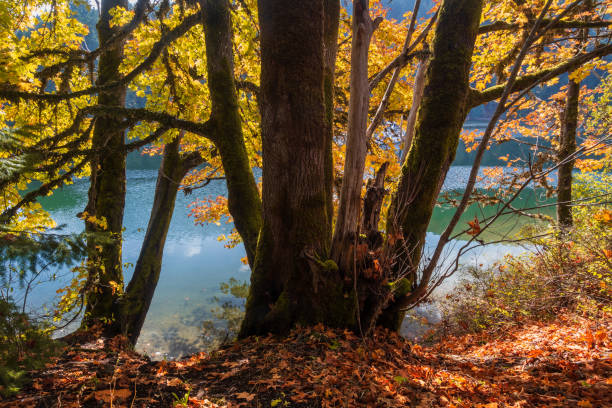 istock Autumn Colors At Todd Inlet 1345050634