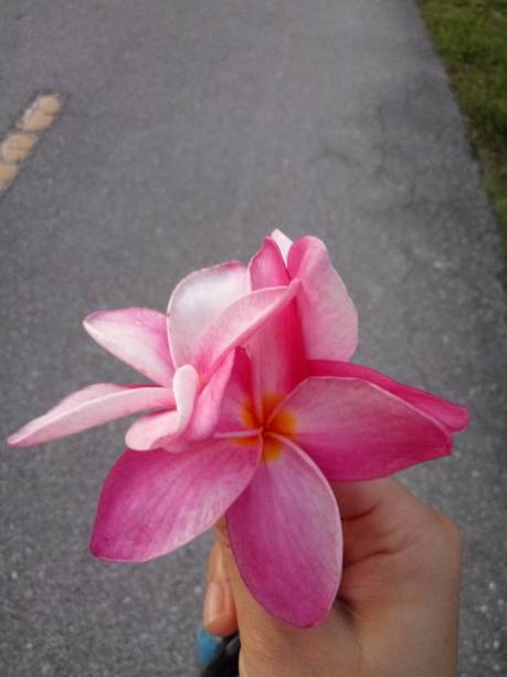 istock Woman holding Pink Flower 1345052323