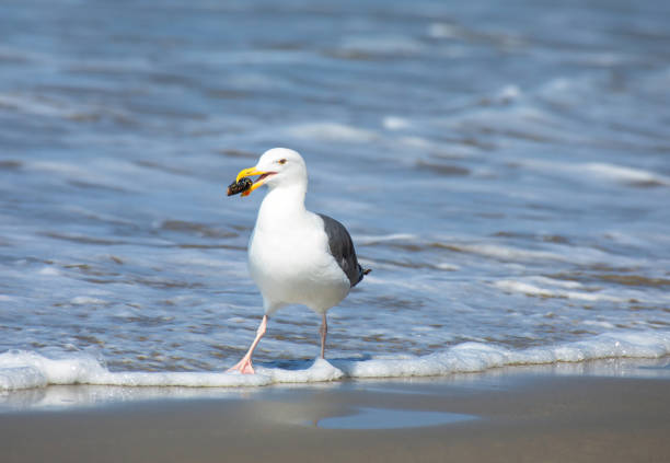 istock Gull in the Foam 1345053050
