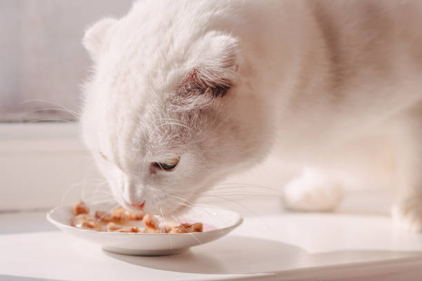 istock White Scottish fold cat eats cat food in a plate on a white windowsill 1345053071